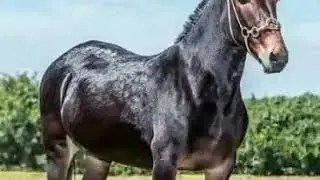 Mulos de todos los pelos.