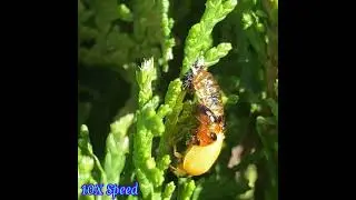 Ladybug Pupa Turning into Ladybug #shorts #insects #animals #insect #ladybug #ladybeetle #ladybird