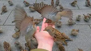 Loud and Hangry Sparrows Fighting on My Hand [4K] House Sparrows
