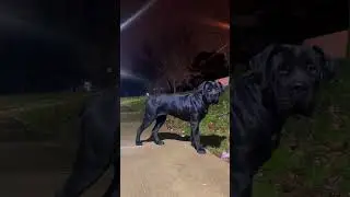 Black Boerboel Female Powerful and Fit #boerboels #boerboelpuppies