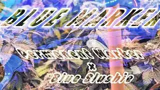 Cannabis Grow Diary: Week [X] - Stunning Growth-Raw Genetics/ Exotic Genetics 🧬