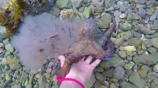 Octopus Grabs My Hand And Poops!!