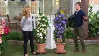 Roberta's 4-piece English Cottage Double Flowered Clematis on QVC