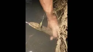 Eel fishing -Catch Eels From Hole Using Hook