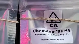 CSI : HUMBOLDT