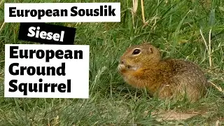 European Ground Squirrel - European souslik - Siesel  (Spermophilus citellus) in Slovakia