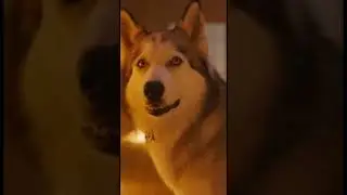 Husky saves child from burning house❤️ #dog #rescue #emotional #animals