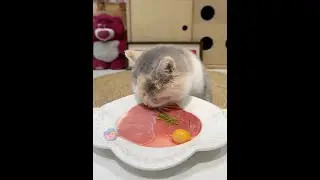 Daily life of cats #cute moments #face photos #good meals #happiness with pets