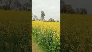 Subhanalllah 💗🌿🌼#Musam Sarma ki Sogaat #Shots Viral # Sarsoo Saag toure