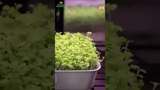 Greenu Microgreens: From Seed to Your Plate! 🌱
