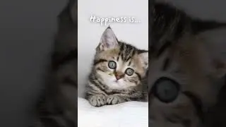 Fluffy Blue Eyed Kitten #shorts #cute #cutecat #kitten #cat #kittenshorts #catlover