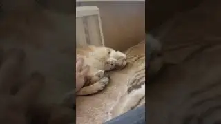 Доброе утро с моей милой кошкой. Милое видео с кошкой для расслабления и хорошего настроения. Зам...