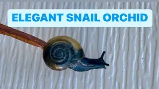 ELEGANT SNAIL ORCHID 🐌🐌 || PTEROSTYLIS SCITULA @mrs.gadventuresGLEE2405