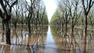 Pecan Tree Irrigation (with narrative)