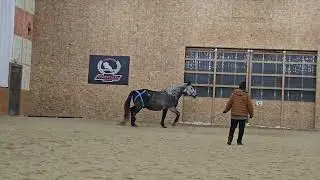 Cestus  & Kris Jan 15 liberty stifle video