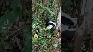 sick dog aspin rescued by Palawan animal rescue. hope he gets well and survive.😭🙏