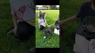 Going public gearing To annoy WILD PREPPIES vc yes #furr #cat #fursuit #furrie #fur #funny #