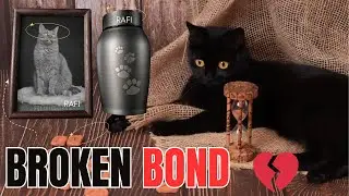 They Sit Beside Their Lost Friends    But Do Cats Understand Death