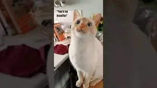 Husky's Cat has cutest reaction when called *BEAUTIFUL*