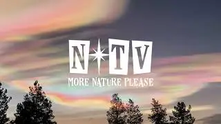 Nature TV | Seek Wonder &mdash; it&rsquo;s a Natural Healer #ecotherapy #naturetherapy 