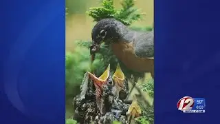 Robin's Nest Cam Welcome Diversion for Many
