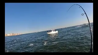 INSANE STRIPED BASS FRENZY