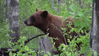 Manitoba BEAR Hunt - Episode 3 JILL'S HUNT