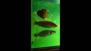 Fish Keeping - Koi & Gold Fish