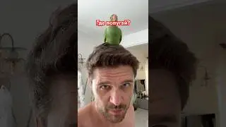 Где попугай?