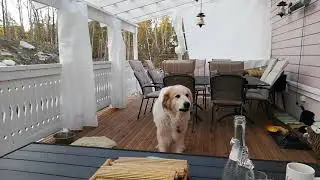 Big dog chasing tail