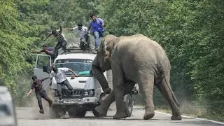 Wild Elephant Attacks Truck | People Jump for Their Lives 😱