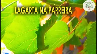Lagarta na Videira, Mandarov&aacute; da uva (Eumorpha vitis)