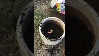 Planting Tumerick 🌱