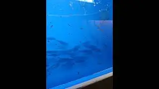 #c1 #carp #koi #aquarium #lifeisbutadream #fish #aquariumfish #fishing