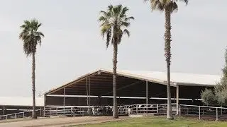 Palm Trees & Holsteins: Maddox Dairy
