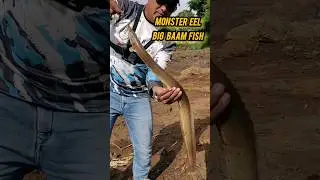 Catching Monster Eel Fish|| Big Baam Fish Hunting reels||Catching Giant Eel Video Hand #eel #fishing