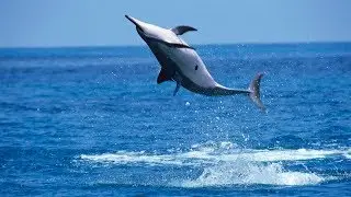 Why Do Spinner Dolphins Spin?