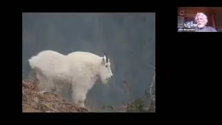 Original alpinists: Safeguarding a future for mountain goats