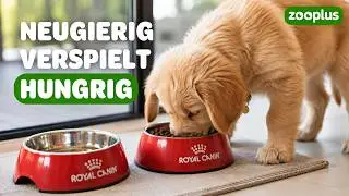 Royal Canin Puppy &ndash; Start ins Leben: Wie man sich auf einen Welpen vorbereitet