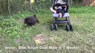 Jester - 7 week old blue rough coat chow chow