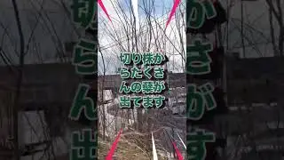これはまずい、有毒外来種の木に間違った対応で数が何倍にも増えた。窒素固定ができるので、肥料なしでも育つ。蜂蜜の原料にもなる、その木とは？