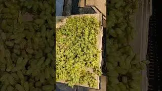 GRAPE SELLING. #shorts