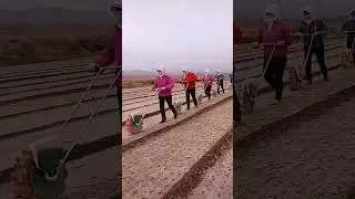 Когти и ДЫРОКОЛЫ. #Shorts