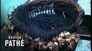 Cornish Fishermen (1955)