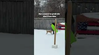 Backyard Snow Day Shenanigans #backyard #snow #snowday #virginia #funnydogs #comedy