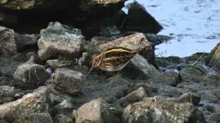 Jack Snipe   -   Lymnocryptes minimus