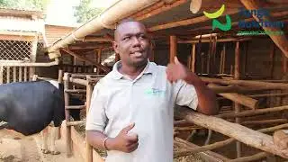 What are the 5C's of Calf Management?
