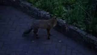 Foxley Fox coming for dinner