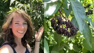 American Black Elderberry | What you NEED to know BEFORE you pick!