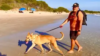 Shelter Dog Enjoys a Peaceful Walk on the Beach